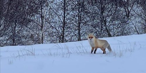 ДЕНИС ПАСЛЕР ПОДЕЛИЛСЯ ФОТО ЛИСЫ, КОТОРУЮ ВСТРЕТИЛ В ПОНОМАРЕВСКОМ РАЙОНЕ